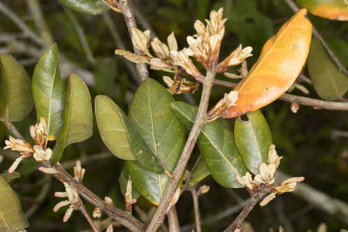 Quercus inopina #1